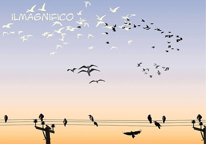 Brushes Birds