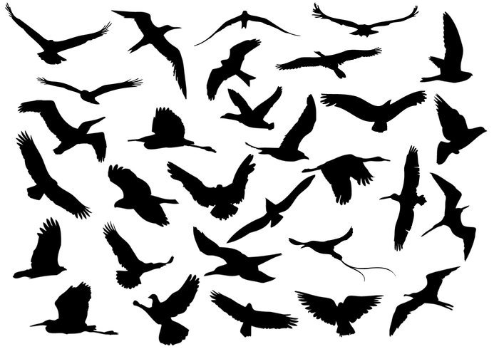 Flying Birds Brushes