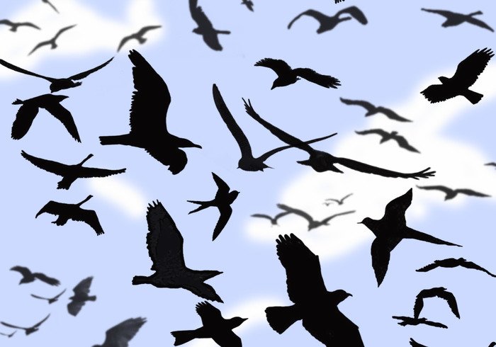 Birds Photoshop Brushes