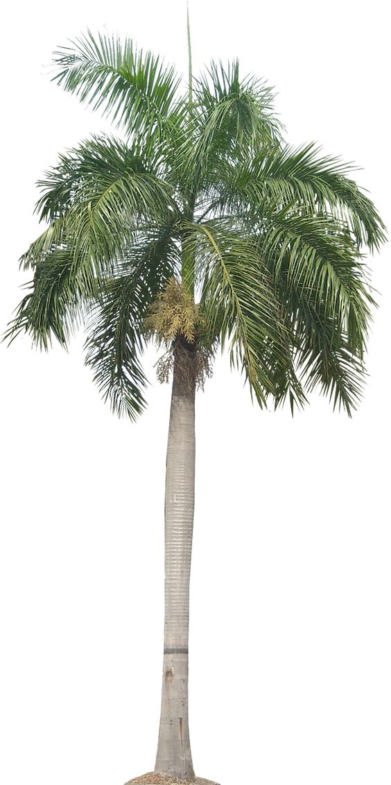 Palm Tree Model