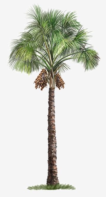 Palm Tree Front View