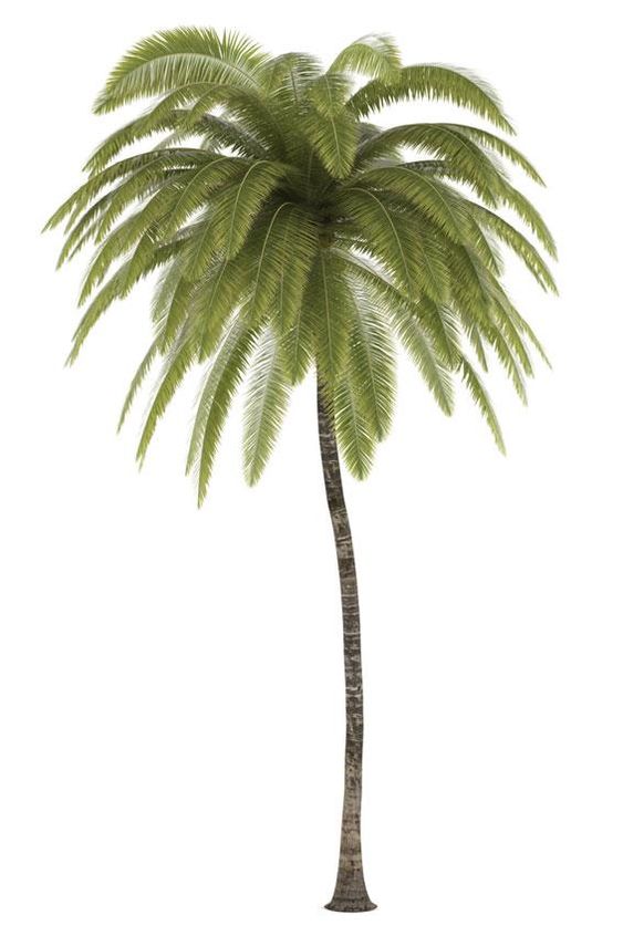 Front View Image Palm Tree