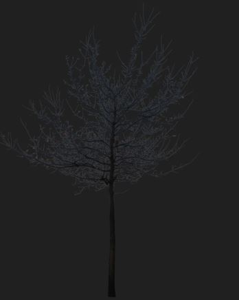 Leafless Tree Silhouette Front