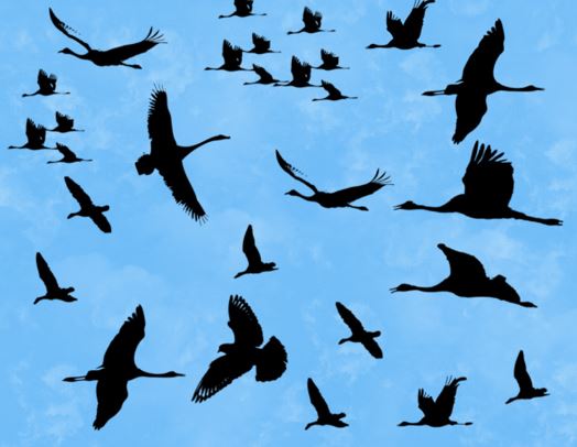 Birds Brushes